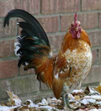 Clarence - Serama Roo