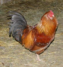 Ezma - Partridge Rock cross Roo