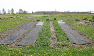 Old Strawberry Patch.