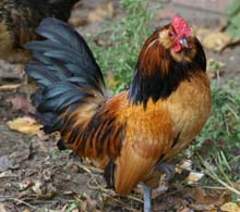 Quail Belgian Antwerp Roo