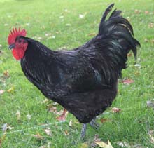 Spike - Black Australorp Roo
