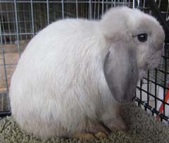 Blue point holland lop.