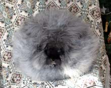 Cinder Girl,					a show quality English Angora black doe at six months of age.
