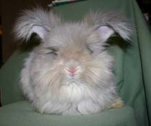 Repete, a Lynx 					English Angora buck, shown in a puppy hair cut in South Bend, Indiana.