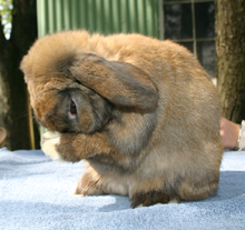 White River's Arden; a stunning Holland Lop buck.