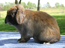 White River's Arden; a stunning Holland Lop buck.