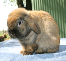 White River's Arden; a stunning Holland Lop buck.