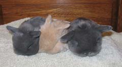 Two blue and one lilac tort holland lop kit.