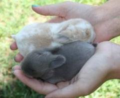 Broken cream holland lop.