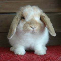 Broken cream holland lop.