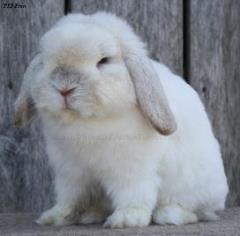 Broken frosty holland lop.