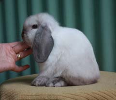 Sable Point Junior Doe out of L&R Cookie.