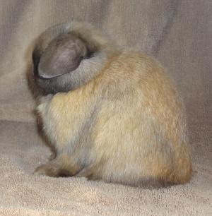 Solid tort holland lop buck.