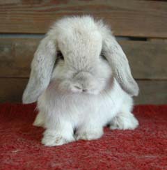 Frosty holland lop junior.