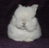 Frosty holland lop junior.