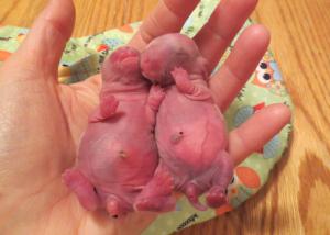 Holland babies full of milk.