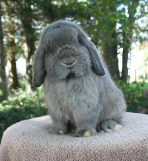 Blue steel buck.