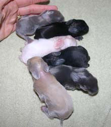 Gracie's kits are 5 days old.