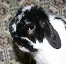 Campo's Hobie - Sr. Broken Holland Lop