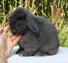 GBF's Oliver is a blue holland lop.