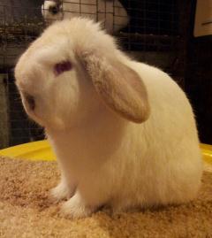 Blue Pointed White, non-extension holland lop.
