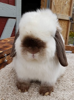 Chocolate PW holland lop.