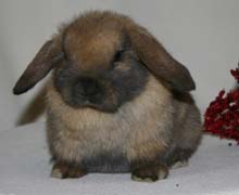 Young black tort
					holland lop.