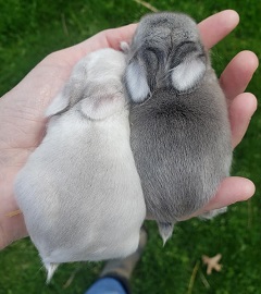 Sable Frosty holland lop.