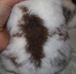 Broken chocolate gold tipped steel holland lop.
