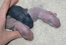 Tallie & Hobie's kits approximately 10 hours old.