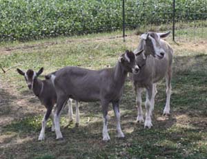 Mudd Creek Goats Fred