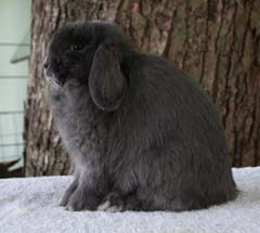 Blue Holland Lop Junior Doe.