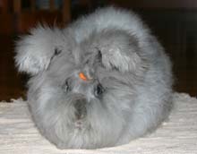 Pinky's Hallie, a blue					English Angora doe, shown in a puppy hair cut in South Bend, Indiana.