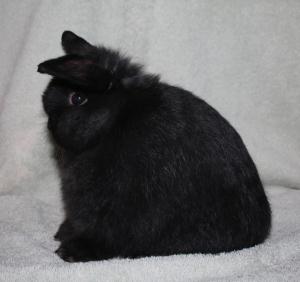 Chocolate carrier junior doe.