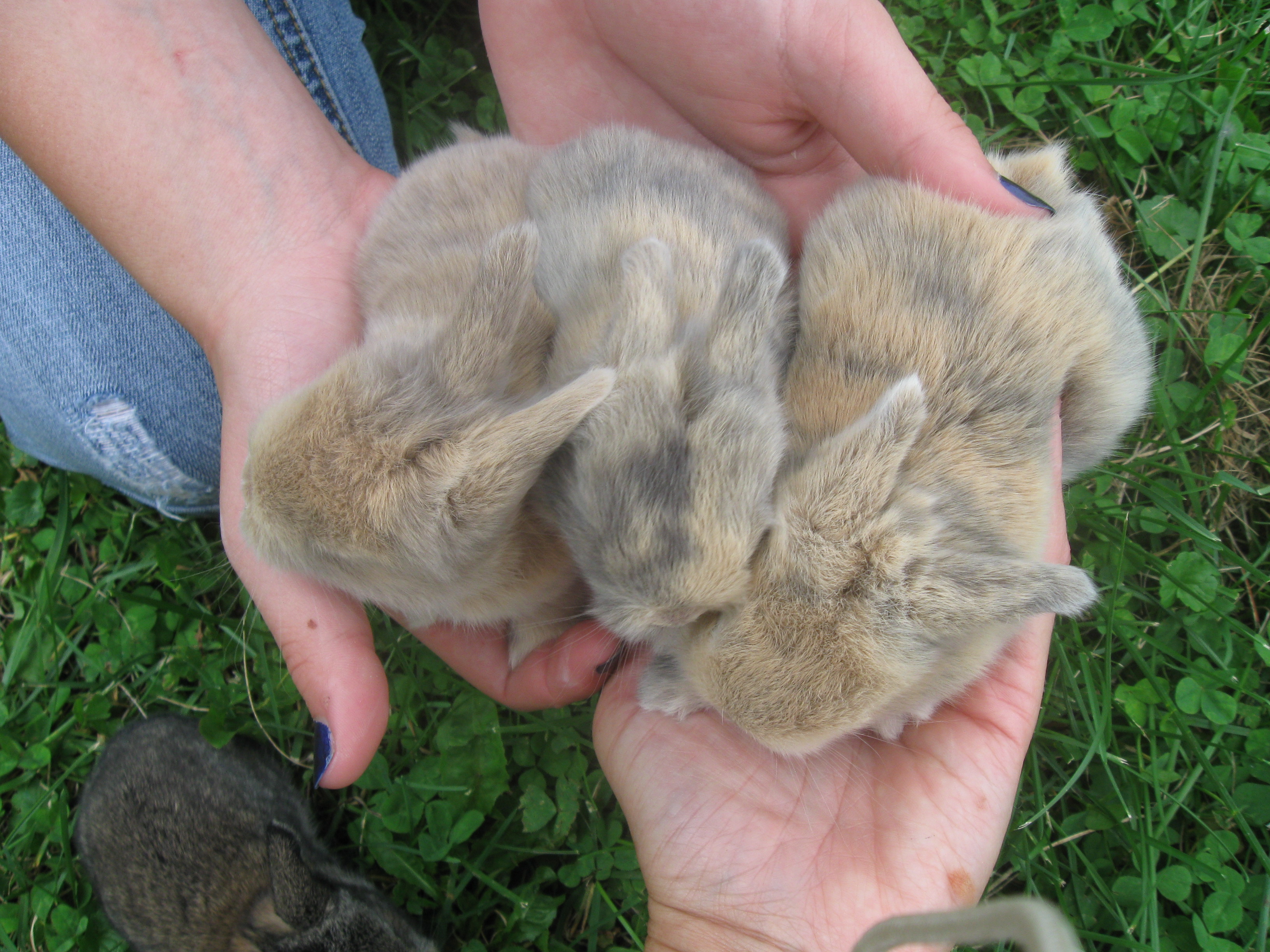 Holland Lop Colors Wideband