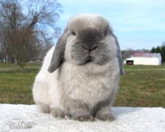 Blue point holland lop.
