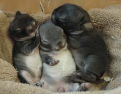 Chestnut, chinchilla and steel holland lop kits.