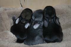 Chestnut, chinchilla and steel holland lop kits.