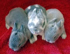 Chinchillad and Squirrel holland lop kits.