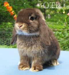 Chocolate otter holland lop.