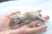 Chocolate Tort EA kit.