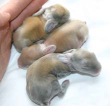 Chocolate tort, chocolate and black tort kits.