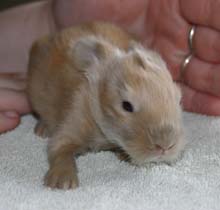 Chocolate Tort EA kit.