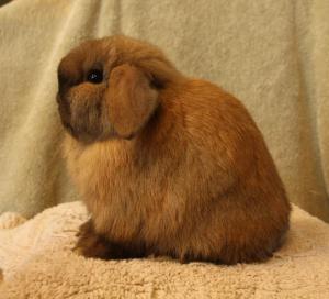 Black senior holland lop buck.