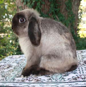 Siamese Sable Holland Lop at Green Barn Farm, South Bend, Indiana.