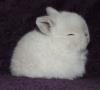 Frosty holland lop junior.