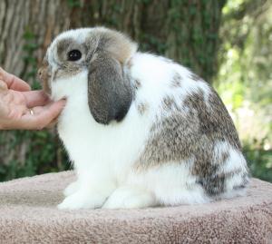 Broken chestnut junior holland lop.