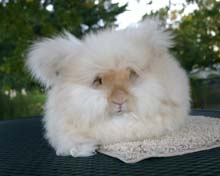 Chocolate Tort Jr. Buck.