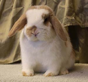 Broken lilac tort junior doe.