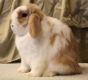 Broken lilac tort junior doe.